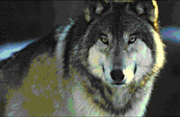 Wolf.gif (16813 octets)